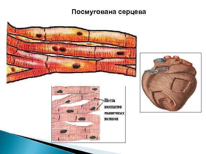Посмугована серцева 