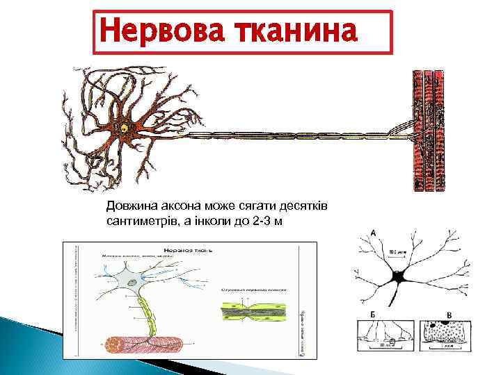 Нервова тканина Довжина аксона може сягати десятків сантиметрів, а інколи до 2 -3 м