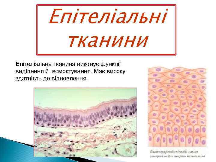 Епітеліальні тканини Епiтелiальна тканина виконує функцiї видiлення й всмоктування. Має високу здатнiсть до вiдновлення.
