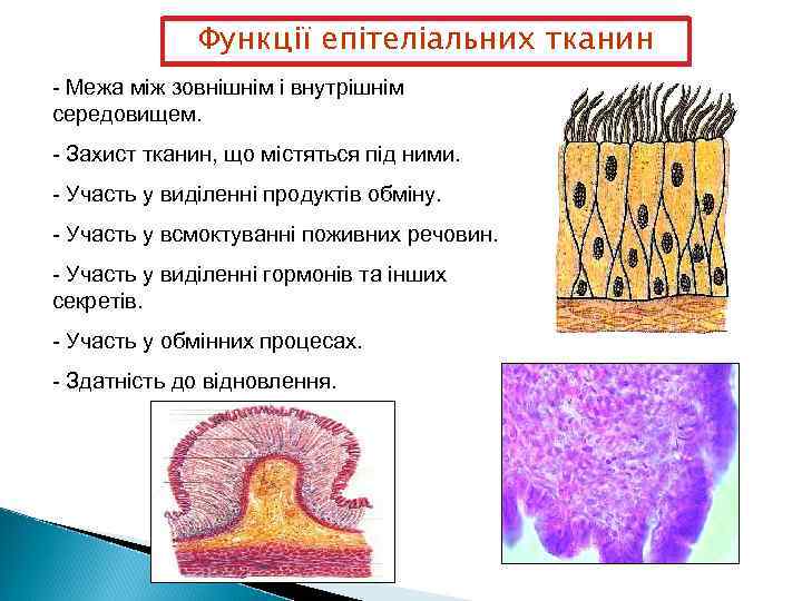 Функції епітеліальних тканин - Межа між зовнішнім і внутрішнім середовищем. - Захист тканин, що