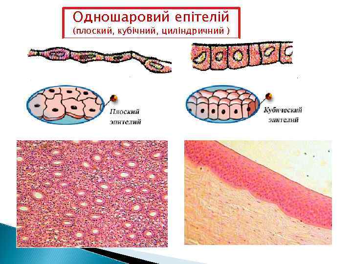 Одношаровий епітелій (плоский, кубічний, циліндричний ) 