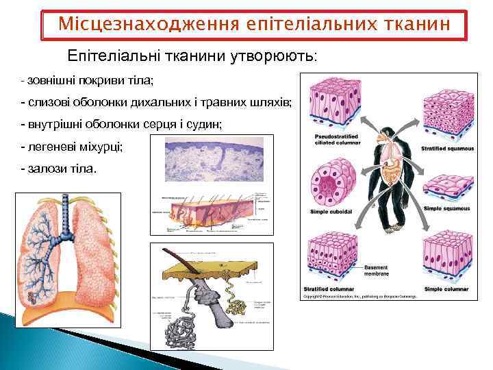 Місцезнаходження епітеліальних тканин Епітеліальні тканини утворюють: - зовнішні покриви тіла; - слизові оболонки дихальних