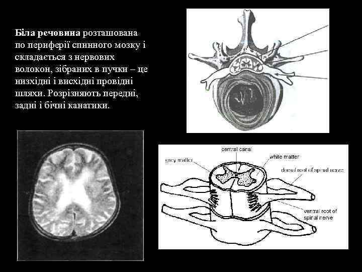 Біла речовина розташована по периферії спинного мозку і складається з нервових волокон, зібраних в