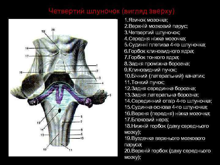Четвертий шлуночок (вигляд зверху) 1. Язичок мозочка; 2. Верхній мозковий парус; 3. Четвертий шлуночок;