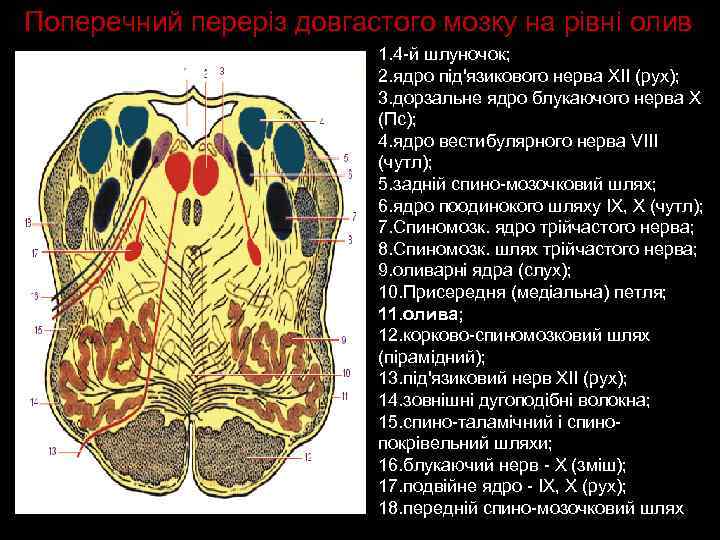 Поперечний переріз довгастого мозку на рівні олив 1. 4 -й шлуночок; 2. ядро під'язикового