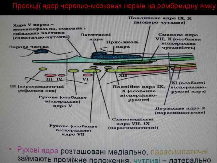 Проекції ядер черепно-мозкових нервів на ромбовидну ямку 