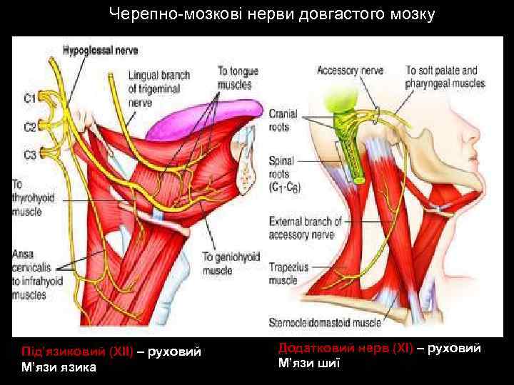 Черепно-мозкові нерви довгастого мозку Під’язиковий (ХІІ) – руховий М’язи язика Додатковий нерв (ХІ) –