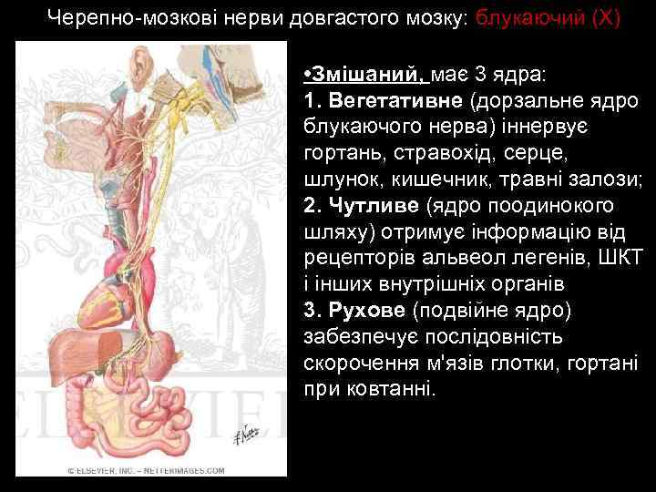 Черепно-мозкові нерви довгастого мозку: блукаючий (Х) • Змішаний, має 3 ядра: 1. Вегетативне (дорзальне