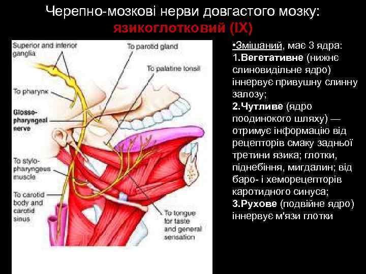 Черепно-мозкові нерви довгастого мозку: язикоглотковий (ІХ) • Змішаний, має 3 ядра: 1. Вегетативне (нижнє