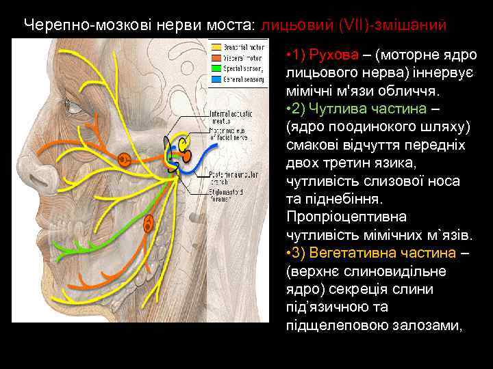 Черепно-мозкові нерви моста: лицьовий (VII)-змішаний • 1) Рухова – (моторне ядро лицьового нерва) іннервує