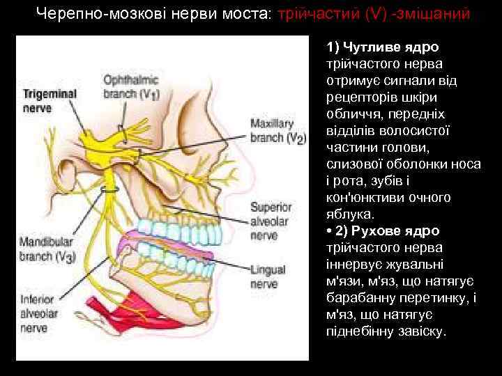 Черепно-мозкові нерви моста: трійчастий (V) -змішаний 1) Чутливе ядро трійчастого нерва отримує сигнали від