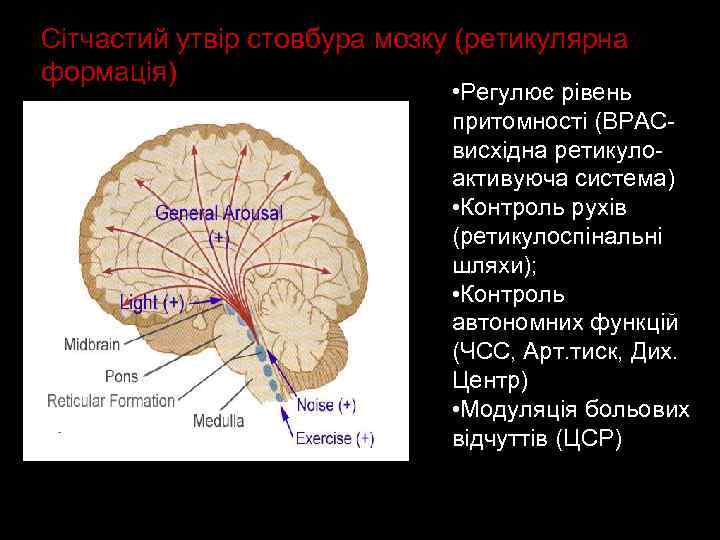 Сітчастий утвір стовбура мозку (ретикулярна формація) • Регулює рівень притомності (ВРАСвисхідна ретикулоактивуюча система) •
