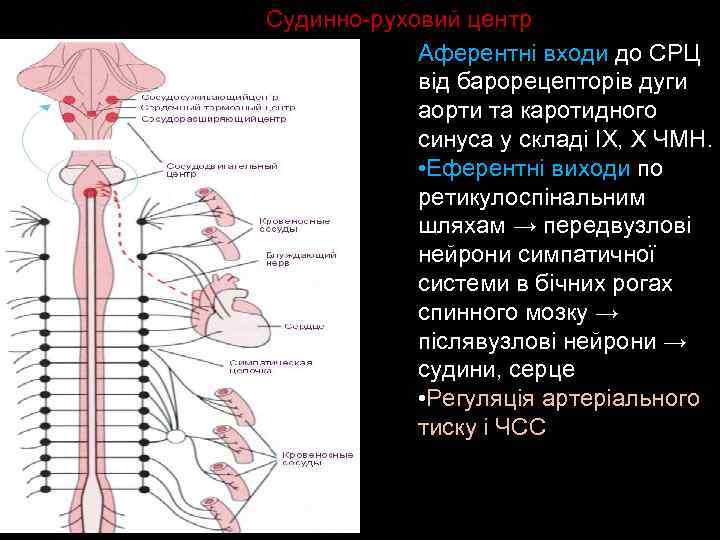 Судинно-руховий центр Аферентні входи до СРЦ від барорецепторів дуги аорти та каротидного синуса у