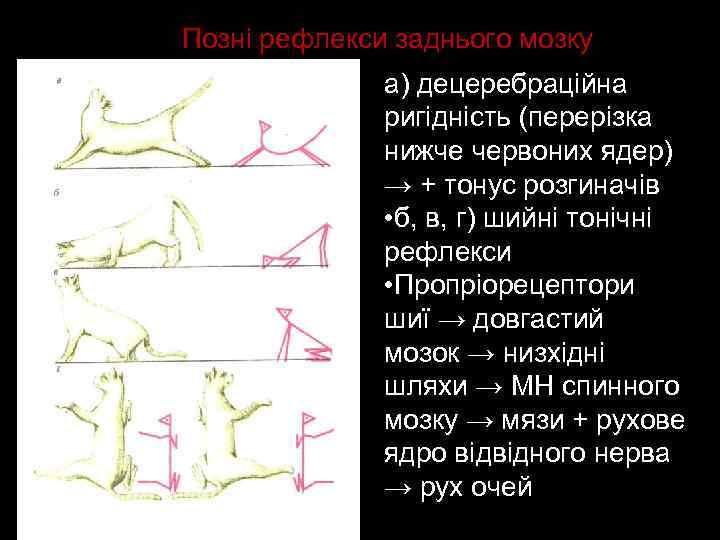 Позні рефлекси заднього мозку а) децеребраційна ригідність (перерізка нижче червоних ядер) → + тонус