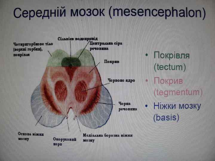 Stovbur Golovnogo Mozku I Mozochok Truncus Encephali