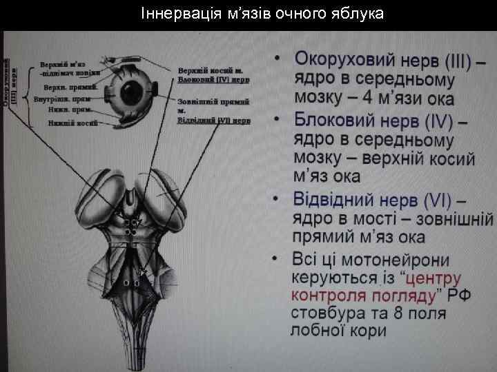 Іннервація м’язів очного яблука 