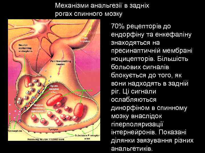 Механізми анальгезії в задніх рогах спинного мозку 70% рецепторів до ендорфіну та енкефаліну знаходяться