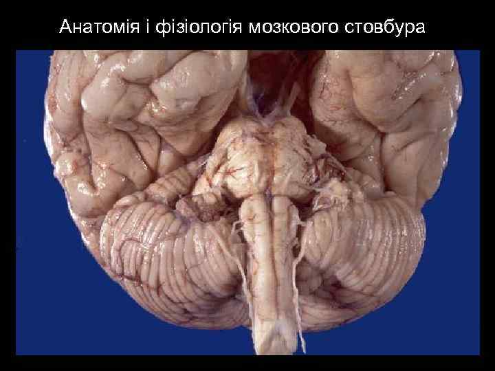 Анатомія і фізіологія мозкового стовбура 