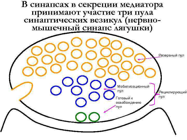 Секреция медиатора