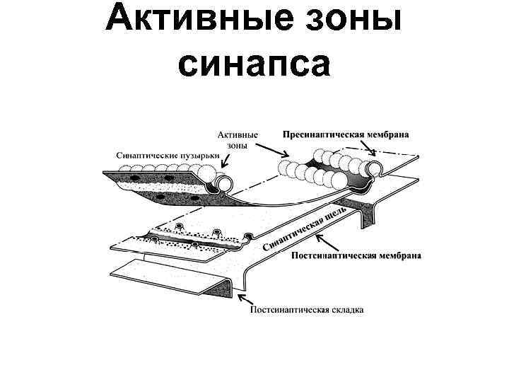 Активные зоны синапса 