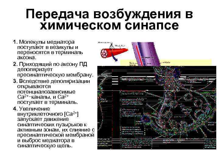 Химический синапс передача возбуждения