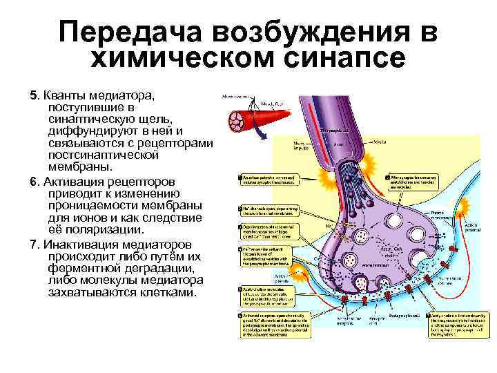 Химический синапс передача возбуждения