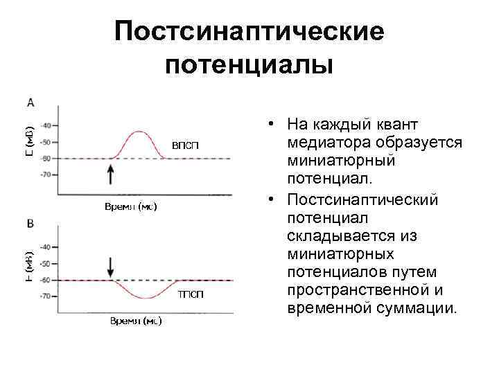 Постсинаптические потенциалы • На каждый квант медиатора образуется миниатюрный потенциал. • Постсинаптический потенциал складывается