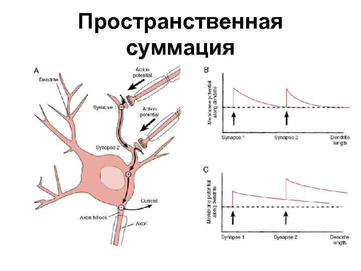 Пространственная суммация 