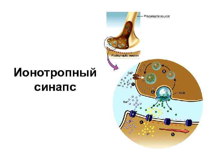 Схема передачи импульса через синапс