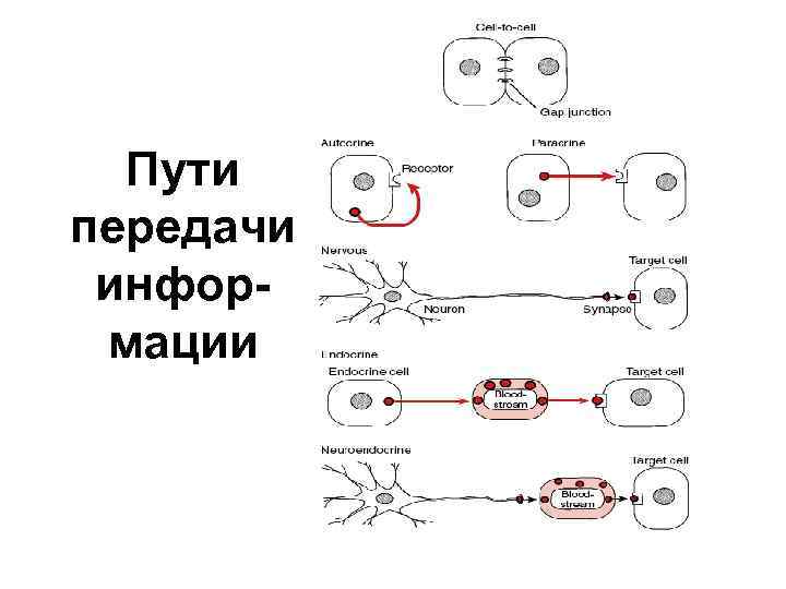 Пути передачи информации 