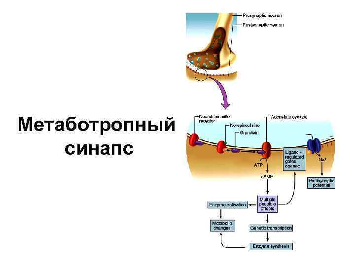 Метаботропный синапс 