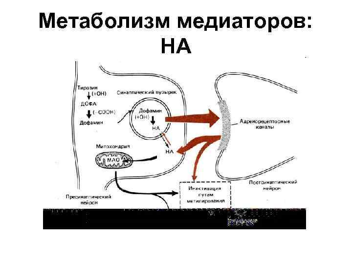Метаболизм медиаторов: НА 