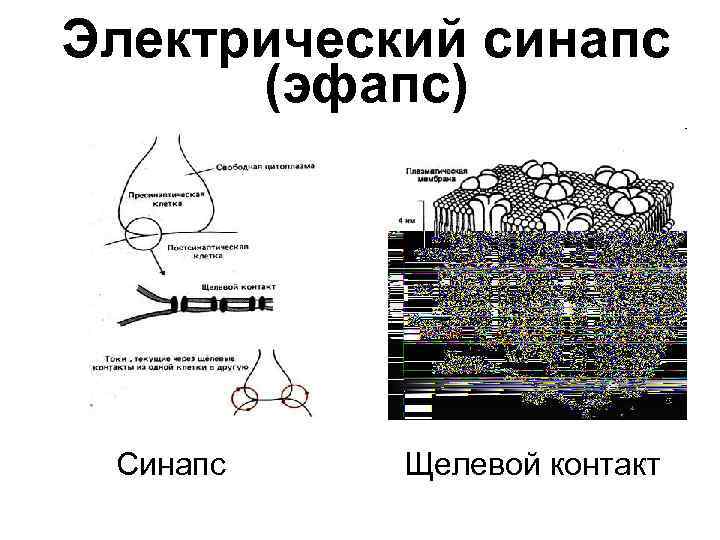 Синапс автозавод. Строение электрического синапса. Схема электрического синапса. Схема синапса с электрической передачей и щелевого контакта. Электрические синапсы эфапс Нексус щелевой.