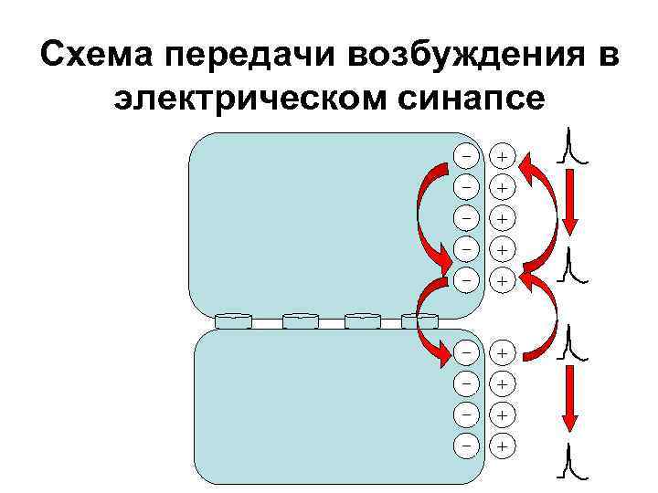 Схема передачи импульсов. 47. Передача возбуждения через электрический синапс. Механизм проведения возбуждения в синапсах схема. Электрический синапс механизм. Механизм проведения возбуждения в электрических синапсах.