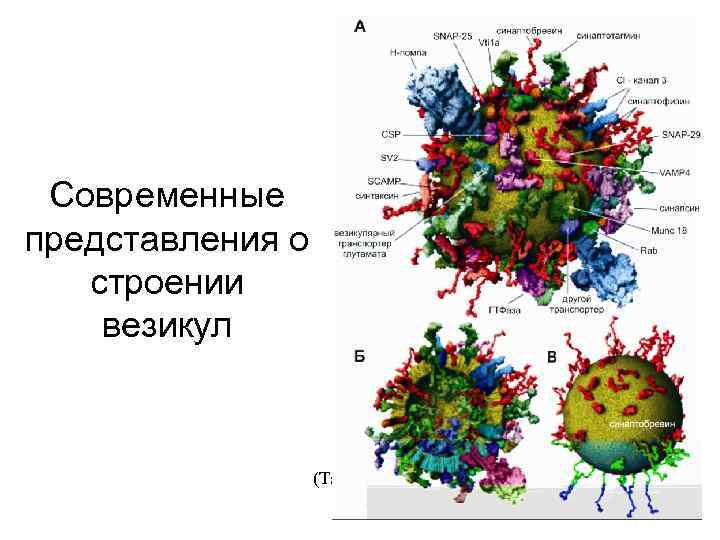 Современные представления о строении везикул (Takamori et al. 2006) 