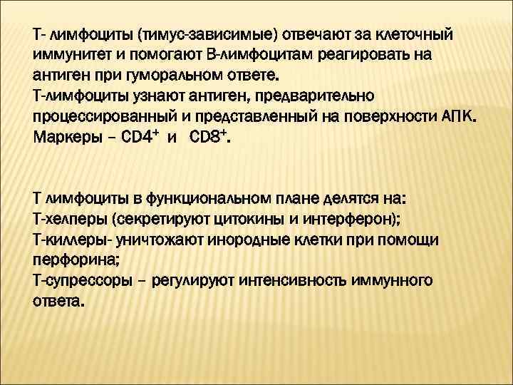 Т- лимфоциты (тимус-зависимые) отвечают за клеточный иммунитет и помогают В-лимфоцитам реагировать на антиген при