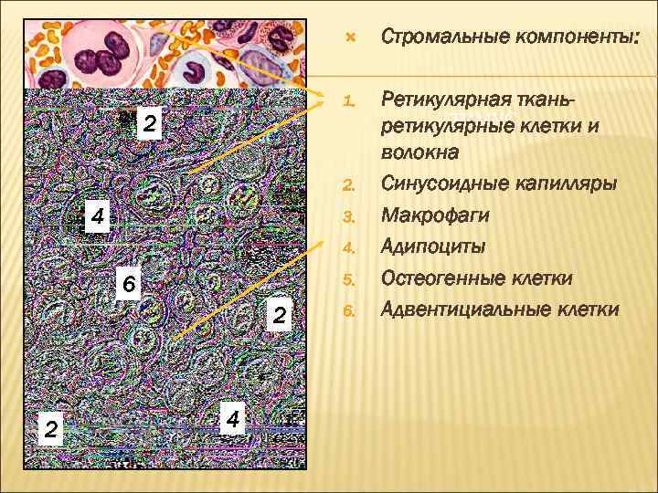  Стромальные компоненты: 1. Ретикулярная ткань. ТИМУС ретикулярные клетки и волокна Синусоидные капилляры Макрофаги