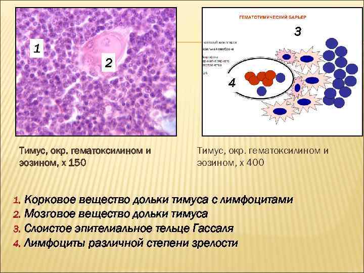 Тимус гематоксилин эозин рисунок