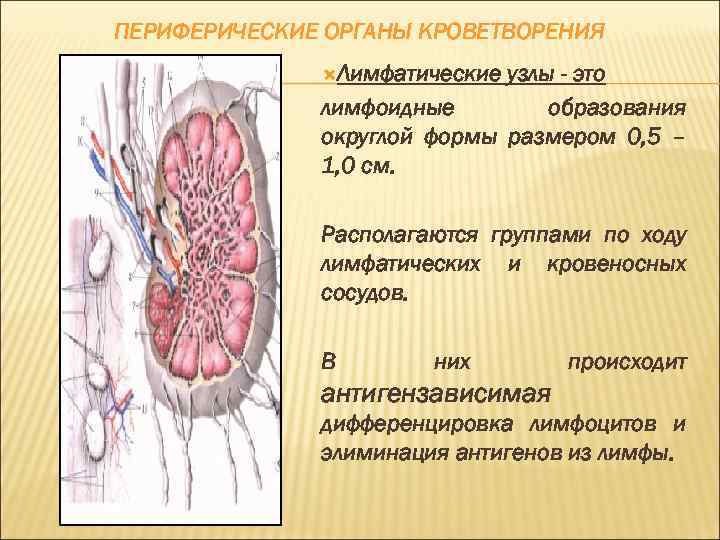 ПЕРИФЕРИЧЕСКИЕ ОРГАНЫ КРОВЕТВОРЕНИЯ Лимфатические узлы - это лимфоидные образования округлой формы размером 0, 5