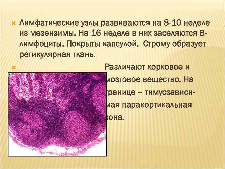  Лимфатические узлы развиваются на 8 -10 неделе из мезензимы. На 16 неделе в