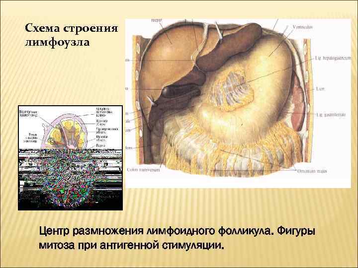 Схема строения лимфоузла Центр размножения лимфоидного фолликула. Фигуры митоза при антигенной стимуляции. 