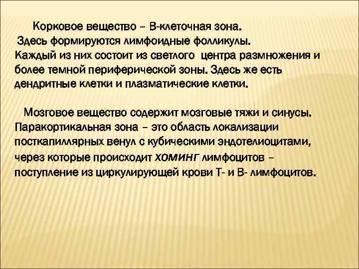 Корковое вещество – В-клеточная зона. Здесь формируются лимфоидные фолликулы. Каждый из них состоит из