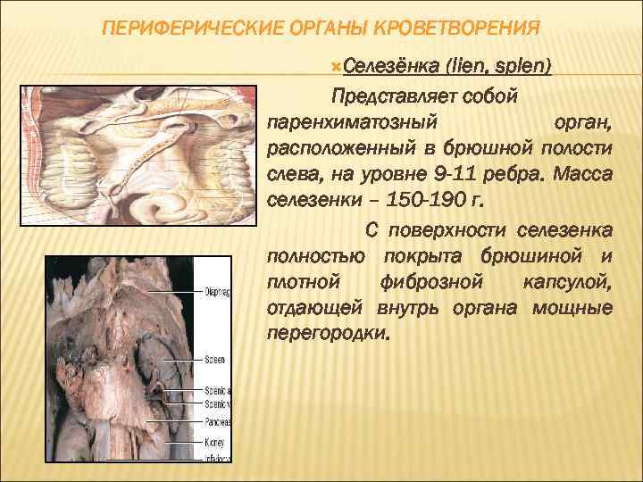 ПЕРИФЕРИЧЕСКИЕ ОРГАНЫ КРОВЕТВОРЕНИЯ Селезёнка (lien, splen) Представляет собой паренхиматозный орган, расположенный в брюшной полости