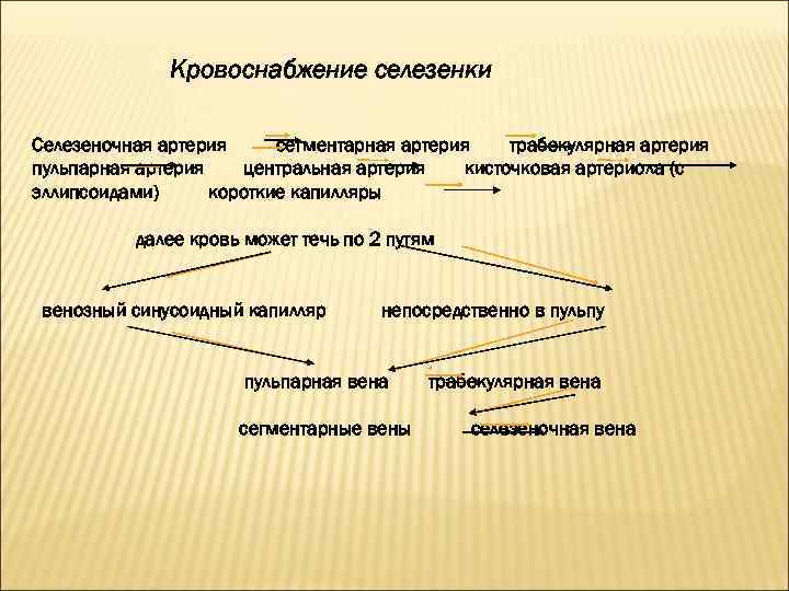 Кровоснабжение селезенки Селезеночная артерия сегментарная артерия трабекулярная артерия пульпарная артерия центральная артерия кисточковая артериола