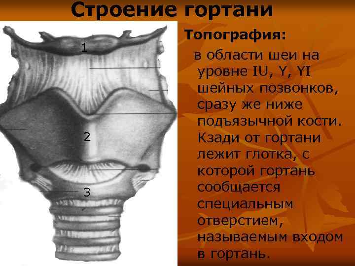 Строение гортани 1 2 3 Топография: в области шеи на уровне IU, Y, YI