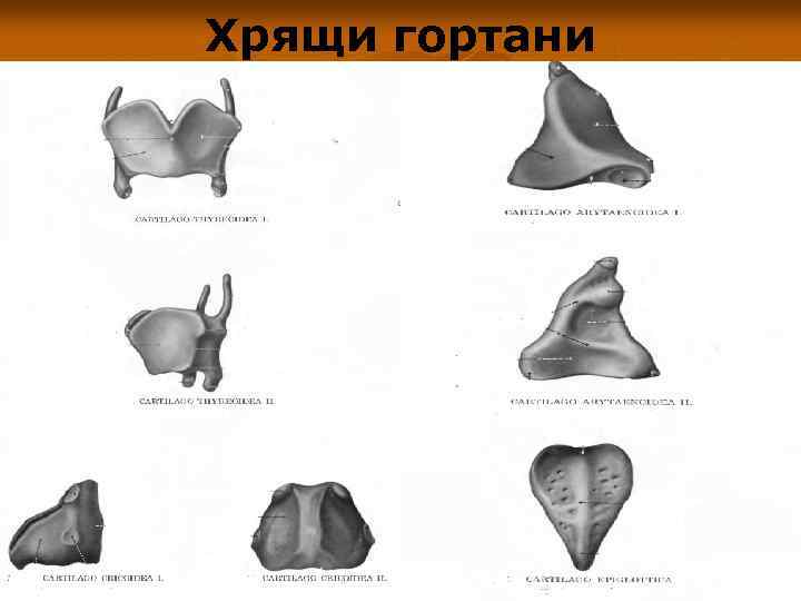 Хрящи гортани. Рожковидный хрящ гортани. Клиновидный хрящ гортани. Черпаловидные хрящи. Листовидный хрящ гортани.