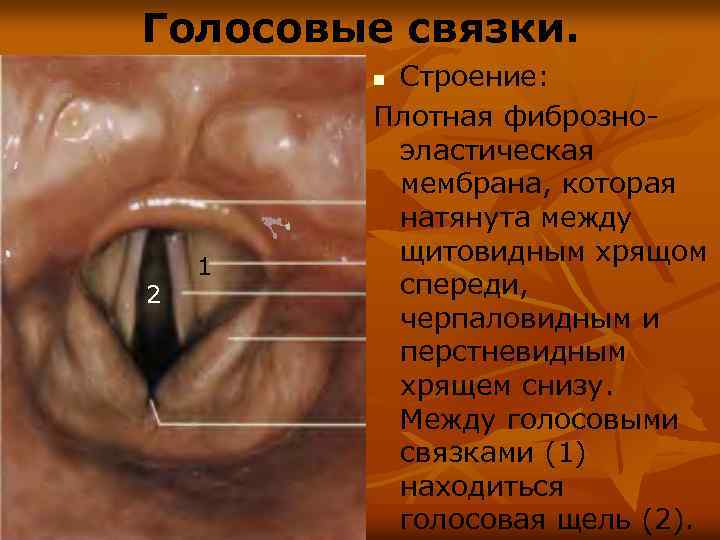 Голосовые связки. Строение: Плотная фиброзноэластическая мембрана, которая натянута между щитовидным хрящом спереди, черпаловидным и