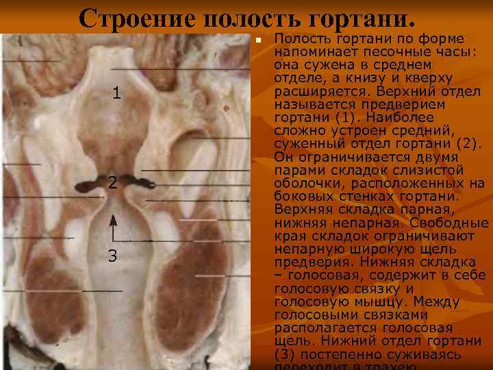 Строение полость гортани. n 1 2 3 Полость гортани по форме напоминает песочные часы: