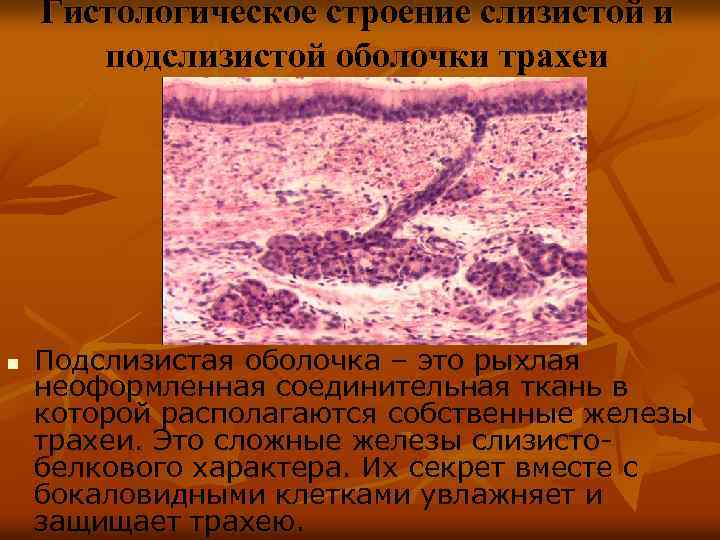 Гистологическое строение слизистой и подслизистой оболочки трахеи n Подслизистая оболочка – это рыхлая неоформленная