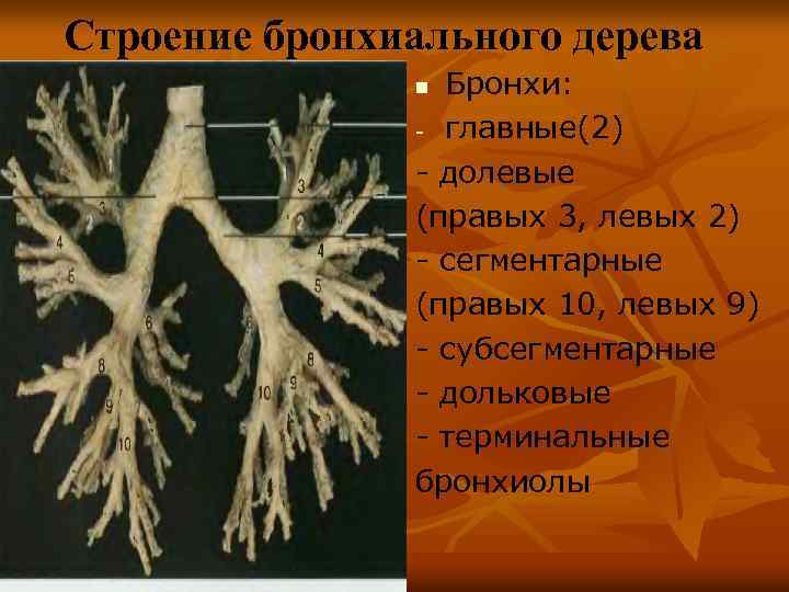 Строение бронхиального дерева Бронхи: - главные(2) - долевые (правых 3, левых 2) - сегментарные